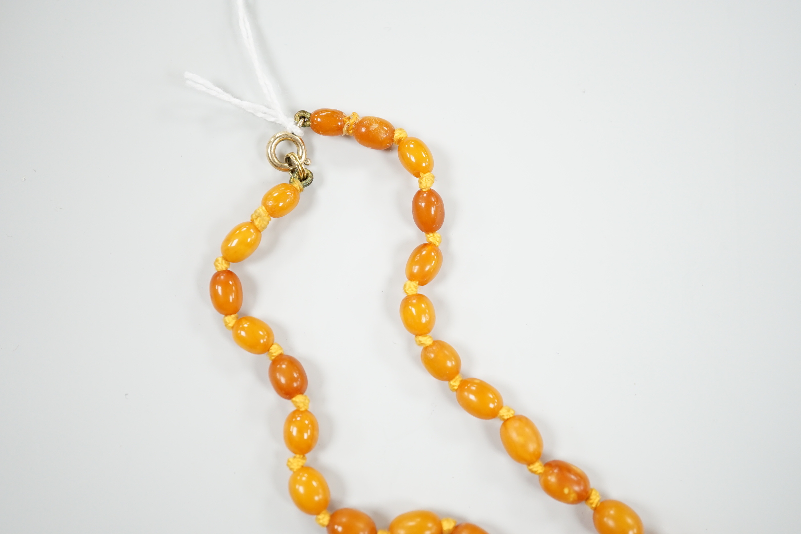 A single strand graduated amber bead necklace, 60cm, gross weight 26 grams.